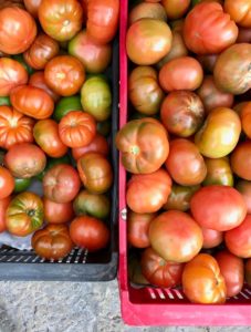 Tomaten in Binissalem Mallorca