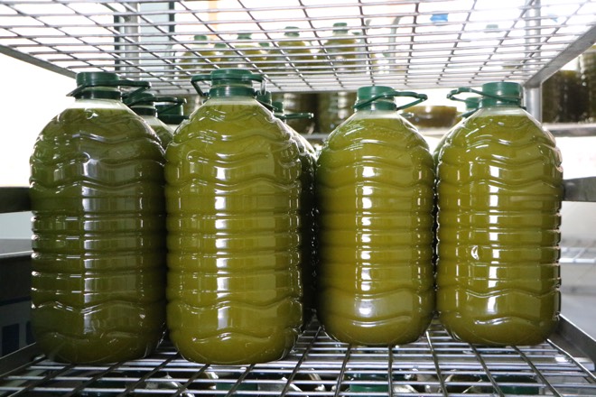 Frische Olivenöl Sa Tafona de Caimari