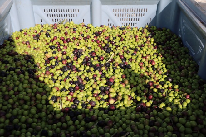 Oliven aus Caimari auf Mallorca