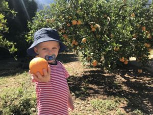 Mallorca mit Kindern Orangen pflücken