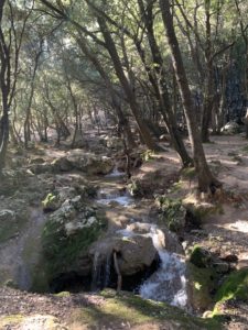 Märchenhafter Wald beim Wasserfall Es Salt des Freu