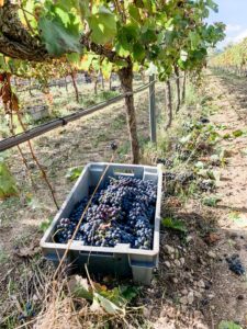 Mallorca Urlaub 2020 Weingut Besichtigung