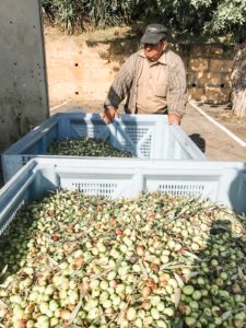 Olivenernte auf Mallorca erleben