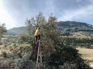 Olivenbäume auf Son Moragues bei Valdemossa