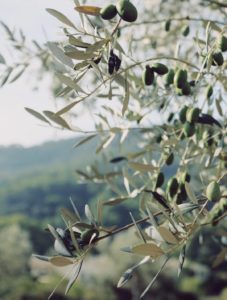 Olivenblätter als Superfood bei den Dos Alquemistas