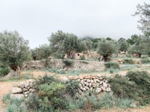 Olivenbäume auf Sn Moragues auf Mallorca