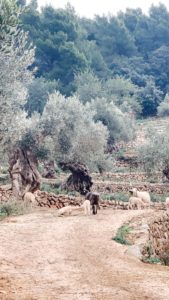 Olivenbäume auf Son Moragues auf Mallorca