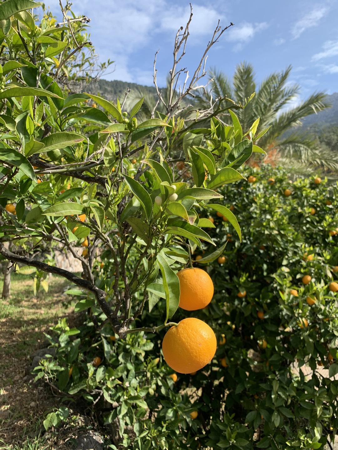 Orangen auf Mallorca