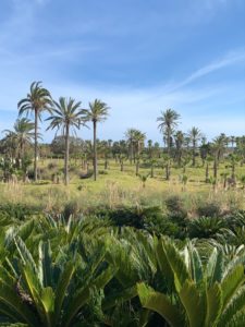Die Natur auf Mallorca erholt sich nach der Krise