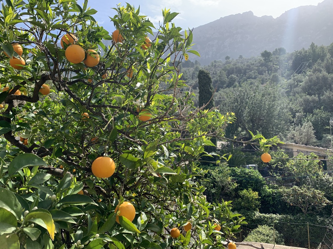 Orangenbäume im Garten von Sa Cova Fornalutx