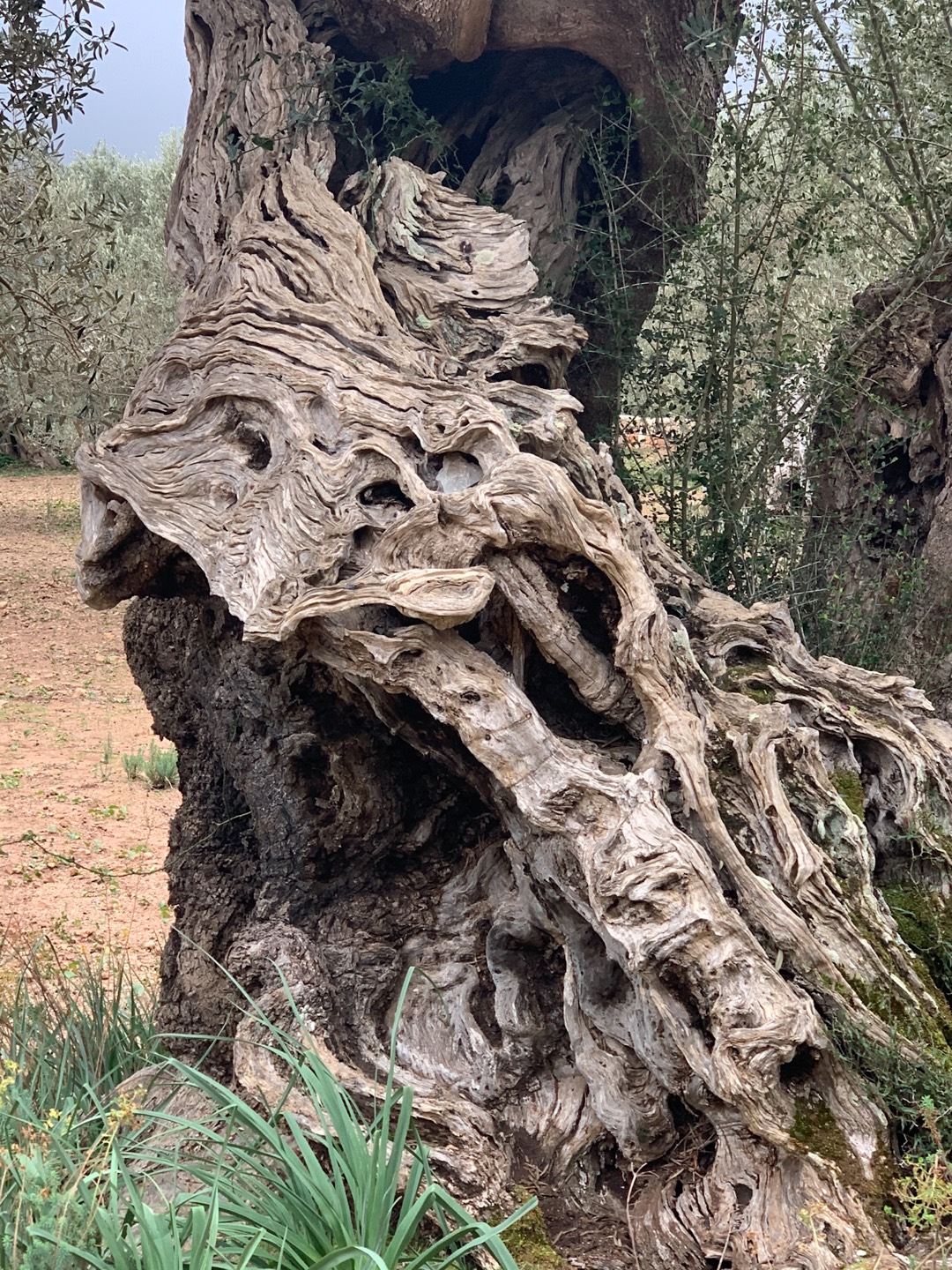 Uralter Olivenbaum auf Son Moragues bei Valdemossa