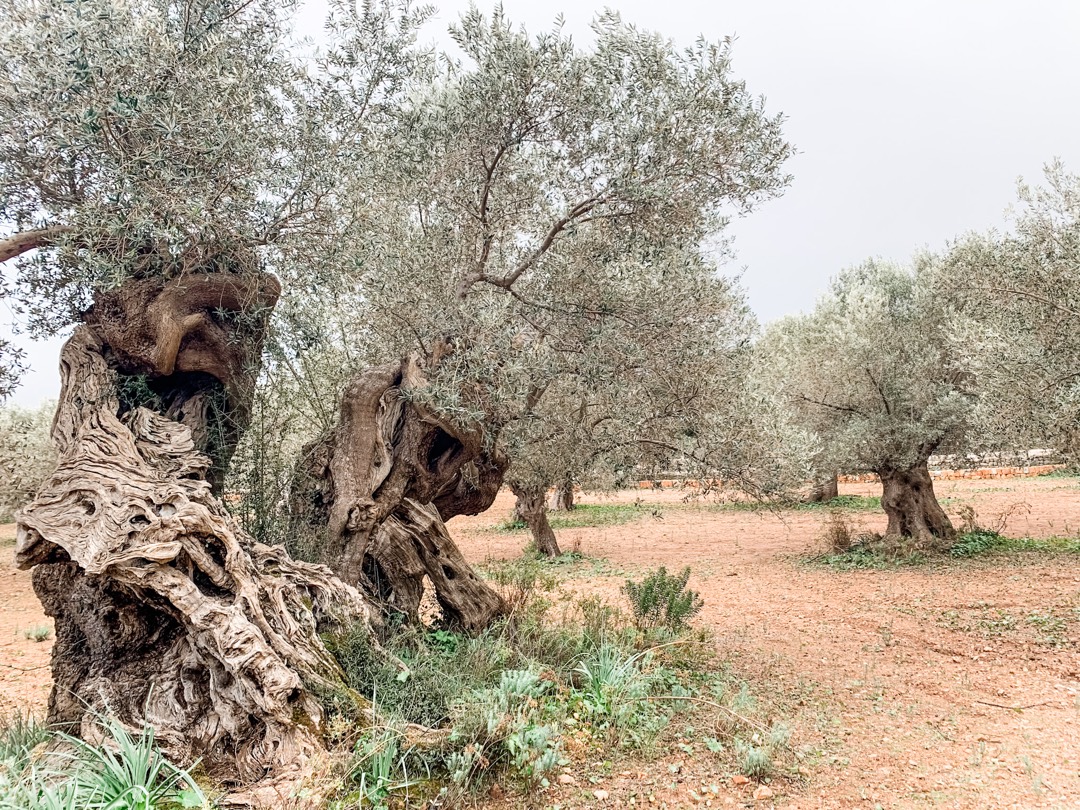 Olivenhaine auf Son Moragues auf Mallorca
