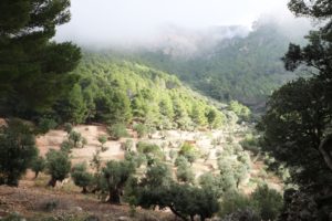 Landgut Son Moragues auf Mallorca