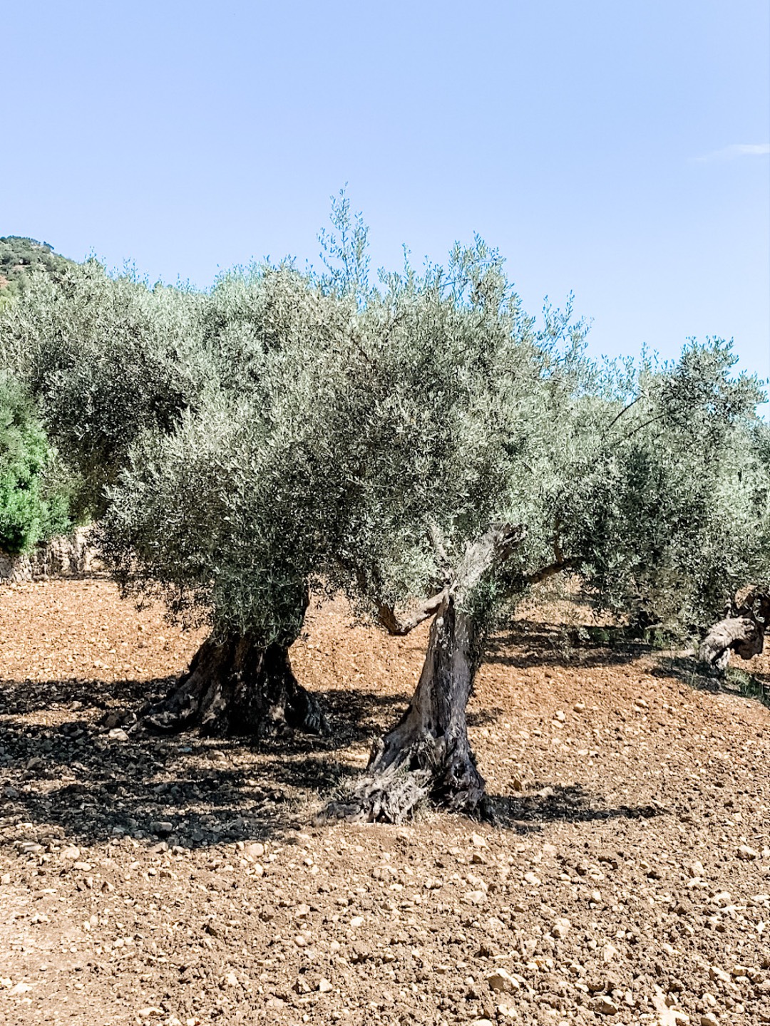 Olivenbäume von Con Alma Design Mallorca