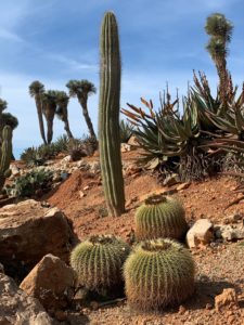 Botanicactus Mallorca Paradies für Naturliebhaber Kakteen
