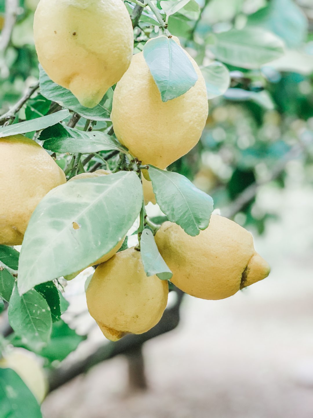 Zitronen für die Naturprodukte von Jabon de Mallorca