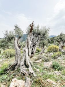 Wildes Mallorca auf dem Cami de S'Escolta