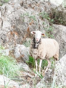 Schafe auf de, Cami de S'Escolta