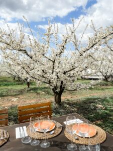 Gedeckter Tisch bei Terragust zum Lunch unter blühenden Obstbäumen