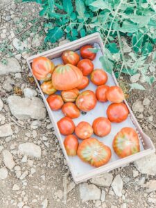 Frische Tomaten bei Terragust Terracor auf Mallorca direkt vom Feld